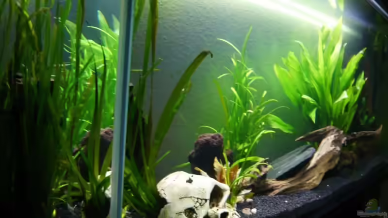 bilder vom alten Becken von lumpi (2)