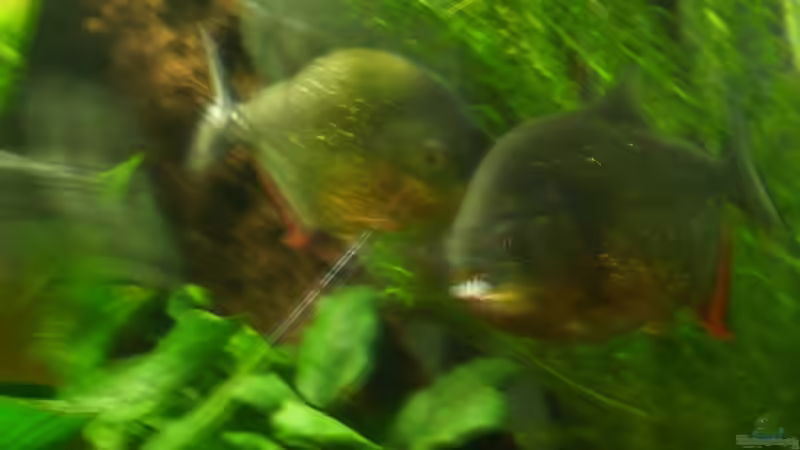 bilder vom alten Becken von lumpi (39)