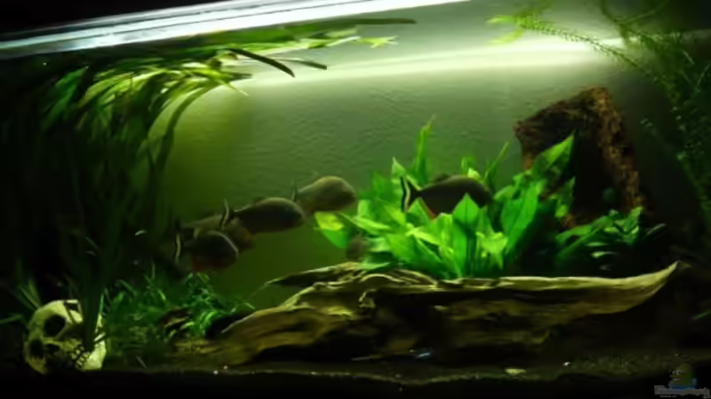 bilder vom alten Becken von lumpi (4)