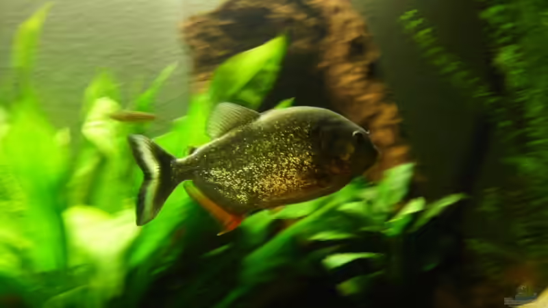 bilder vom alten Becken von lumpi (41)