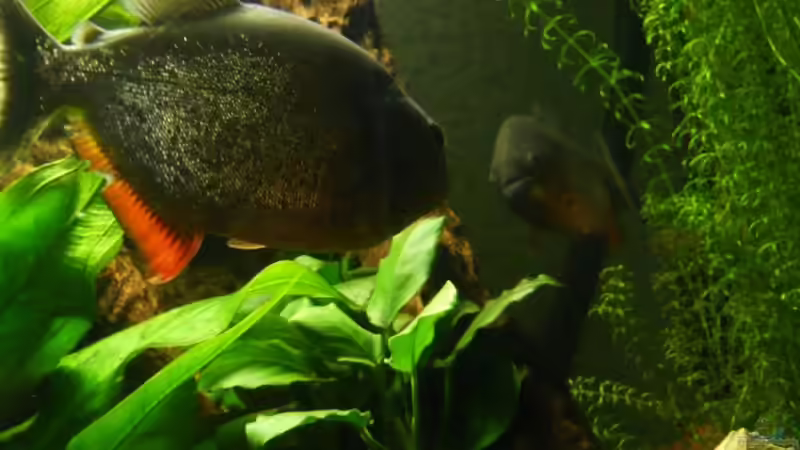 bilder vom alten Becken von lumpi (44)