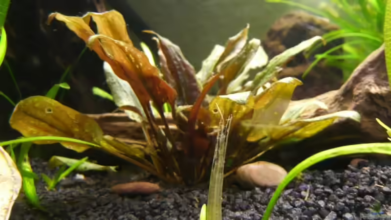 bilder vom alten Becken von lumpi (5)