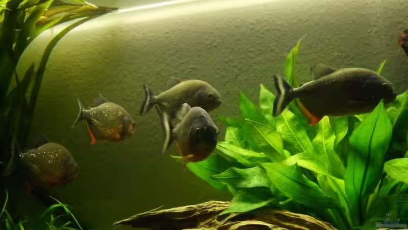 bilder vom alten Becken von lumpi (7)