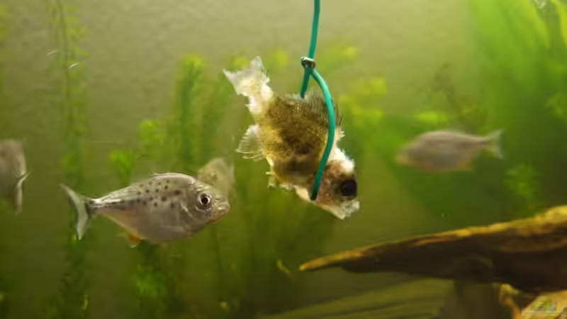 bilder vom alten Becken von lumpi (9)