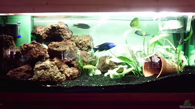 Bilder von den Fischen folgen noch von Nicolay Brätter (1)