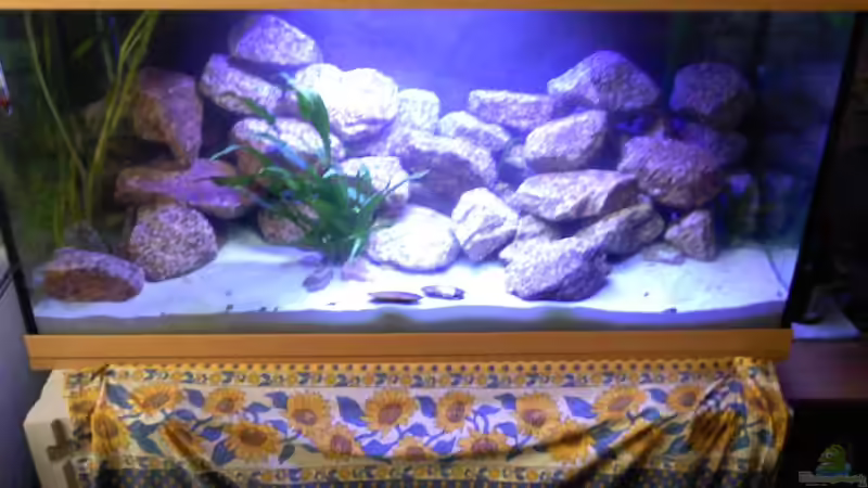 Bilder Wirken sehr hell is aber echt dunkler im becken der effekt mit den leuchten kommt leider nicht so rüber Bilder Wirken sehr hell is aber echt dunkler im becken der effekt mit den leuchten kommt leider nicht so rüber