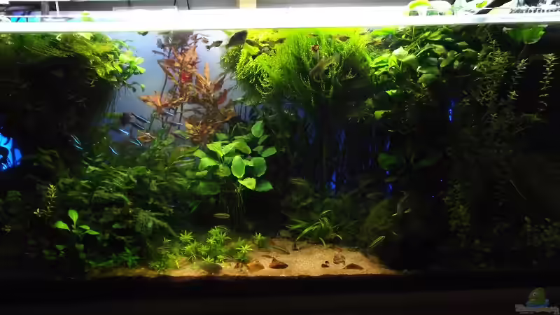 Bilderupdate 30.72012 von Guppy62 (11)