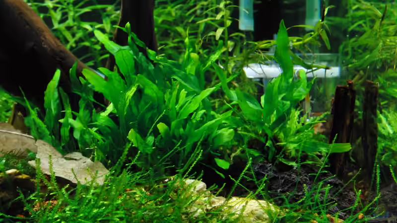 Bildmitte: Microsorum pteropus Short Narrow Leaf von Dario (6)