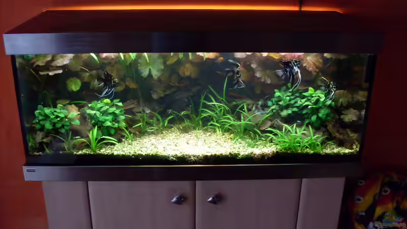 Bildupdate 02.11.2010 von Kleiner_Fisch (6)