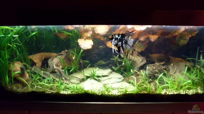 Bildupdate 07.11.2013 von Kleiner_Fisch (23)