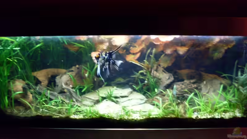 Bildupdate 07.11.2013 von Kleiner_Fisch (24)