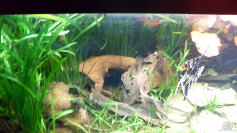 Bildupdate 07.11.2013 von Kleiner_Fisch (25)