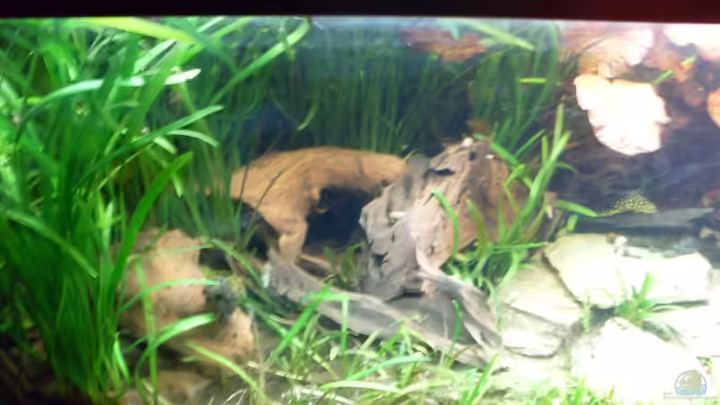 Bildupdate 07.11.2013 von Kleiner_Fisch (26)