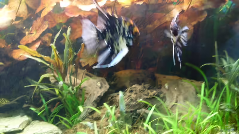 Bildupdate 07.11.2013 von Kleiner_Fisch (29)