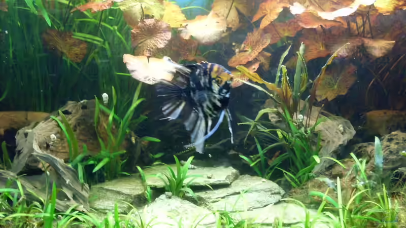 Bildupdate 07.11.2013 von Kleiner_Fisch (30)