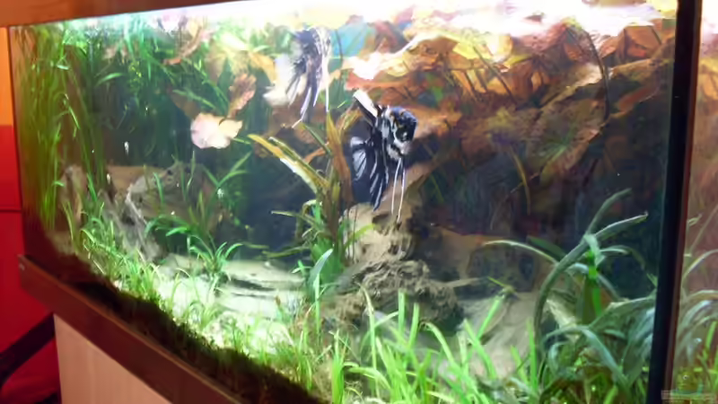 Bildupdate 07.11.2013 von Kleiner_Fisch (32)