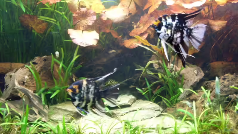 Bildupdate 07.11.2013 von Kleiner_Fisch (33)