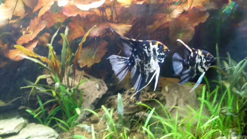 Bildupdate 07.11.2013 von Kleiner_Fisch (34)