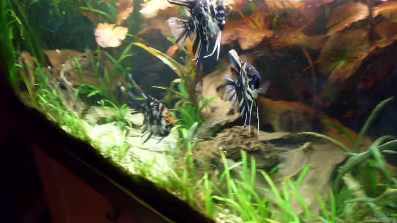 Bildupdate 07.11.2013 von Kleiner_Fisch (36)