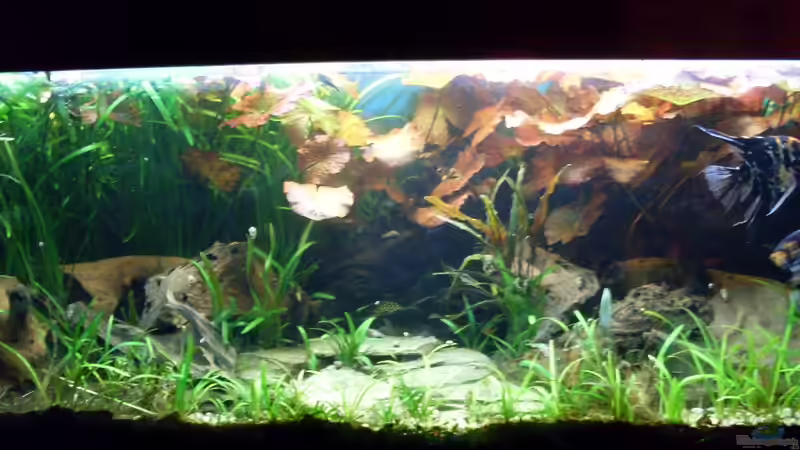 Bildupdate 07.11.2013 von Kleiner_Fisch (37)