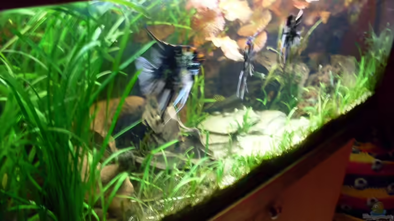 Bildupdate 07.11.2013 von Kleiner_Fisch (39)