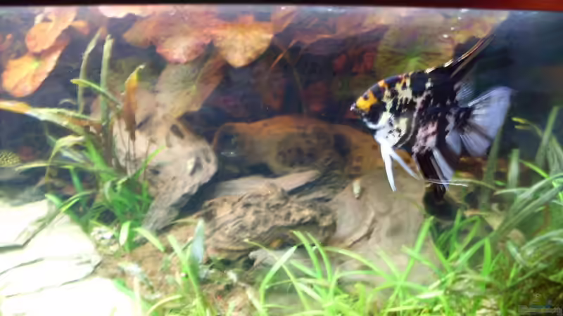 Bildupdate 07.11.2013 von Kleiner_Fisch (41)