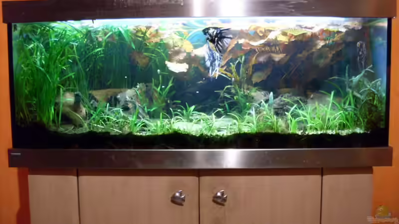 Bildupdate 07.11.2013 von Kleiner_Fisch (43)