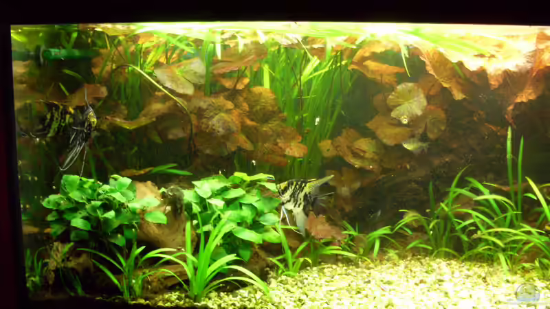 Bildupdate 14.11.2010 von Kleiner_Fisch (12)