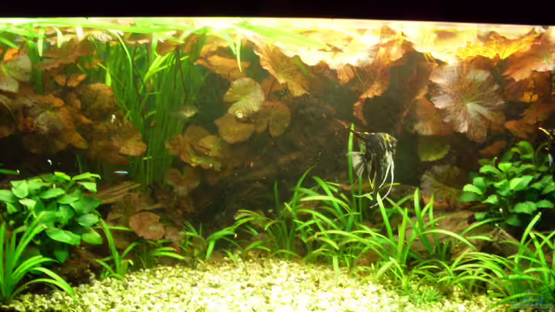 Bildupdate 14.11.2010 von Kleiner_Fisch (13)