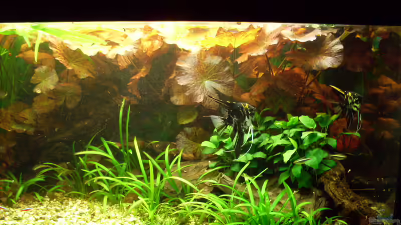 Bildupdate 14.11.2010 von Kleiner_Fisch (14)