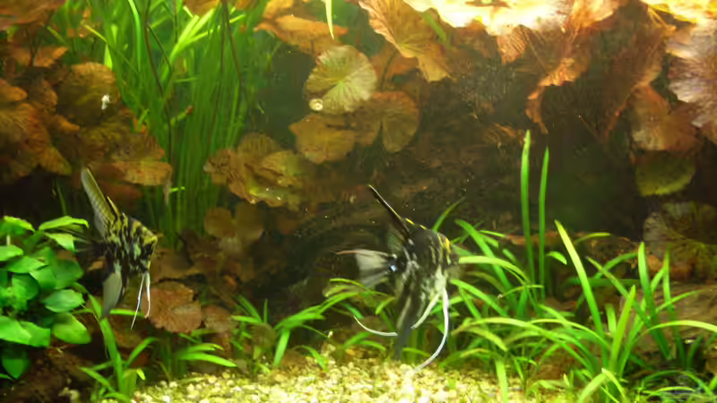 Bildupdate 14.11.2010 von Kleiner_Fisch (17)