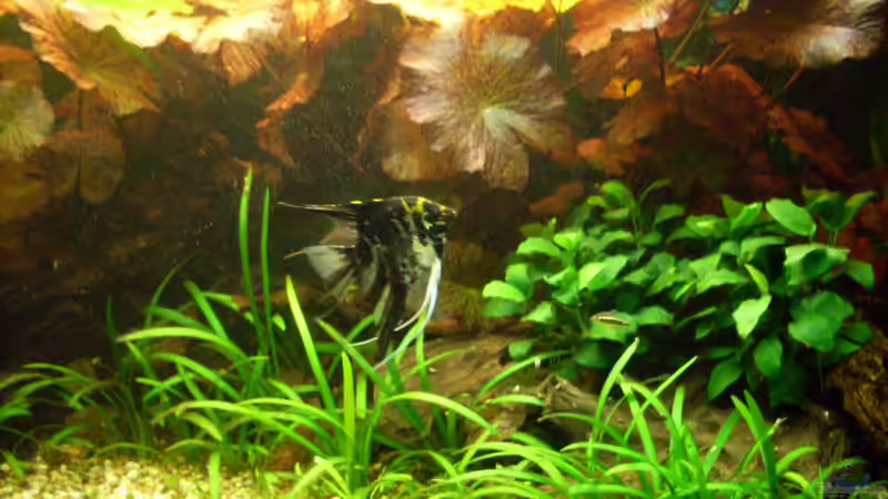 Bildupdate 14.11.2010 von Kleiner_Fisch (18)