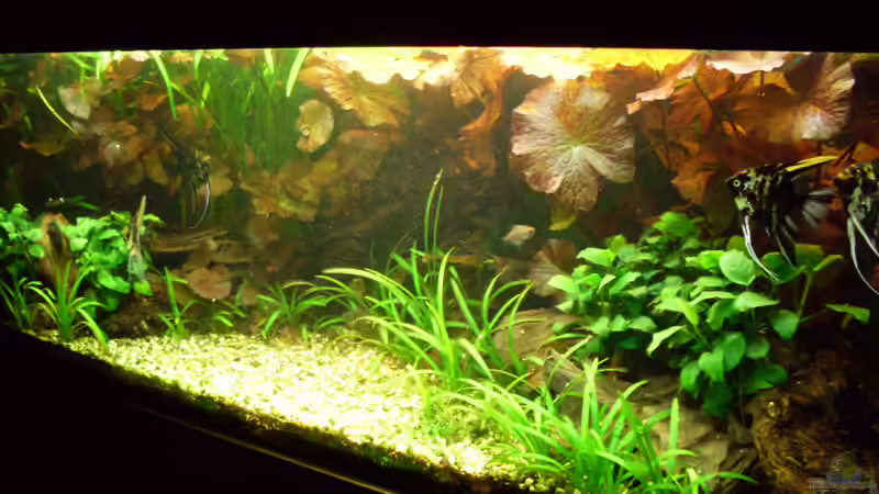 Bildupdate 14.11.2010 von Kleiner_Fisch (21)