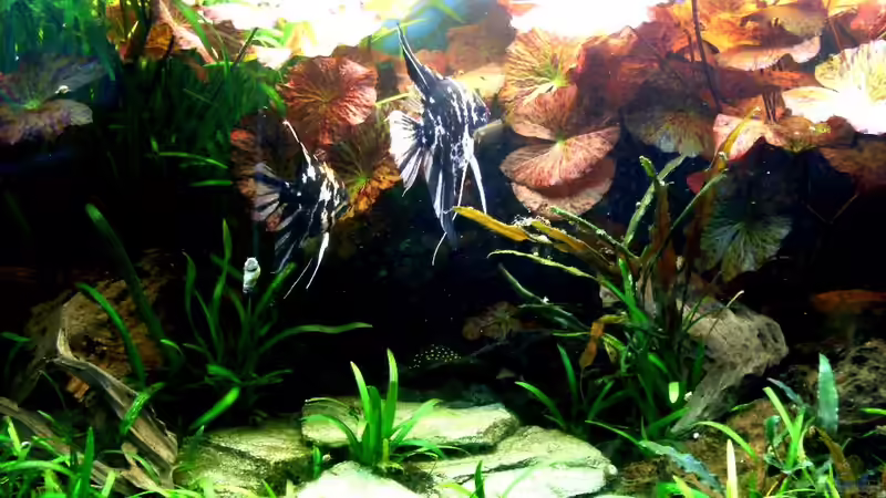 Bildupdate 17.11.2013 von Kleiner_Fisch (45)