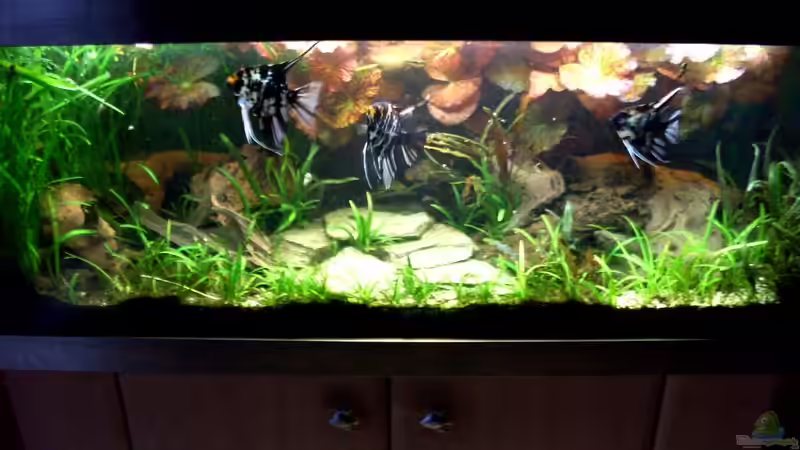 Bildupdate 17.11.2013 von Kleiner_Fisch (46)