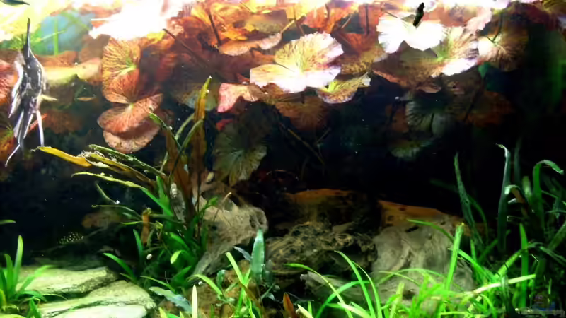 Bildupdate 17.11.2013 von Kleiner_Fisch (47)