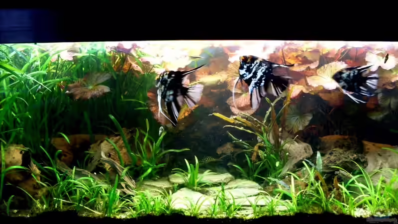 Bildupdate 17.11.2013 von Kleiner_Fisch (48)