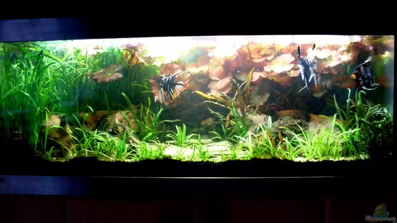 Bildupdate 17.11.2013 von Kleiner_Fisch (50)