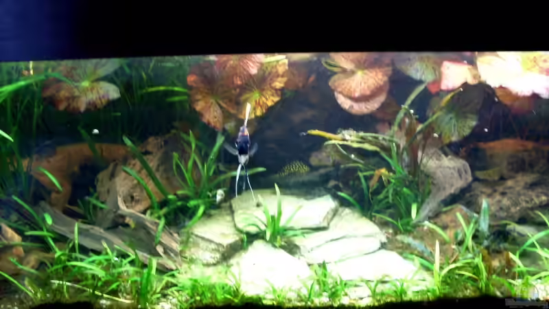 Bildupdate 17.11.2013 von Kleiner_Fisch (53)