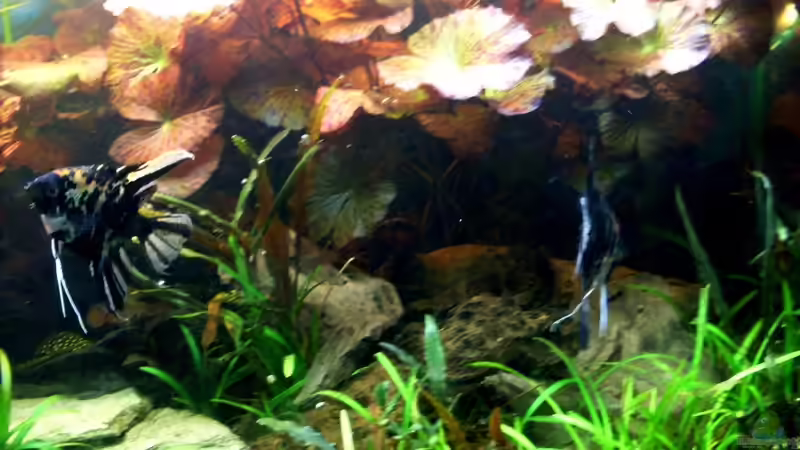 Bildupdate 17.11.2013 von Kleiner_Fisch (54)