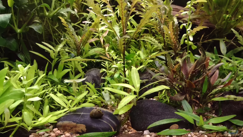 Bildupdate am 17.12.2023 von C-NA (22)