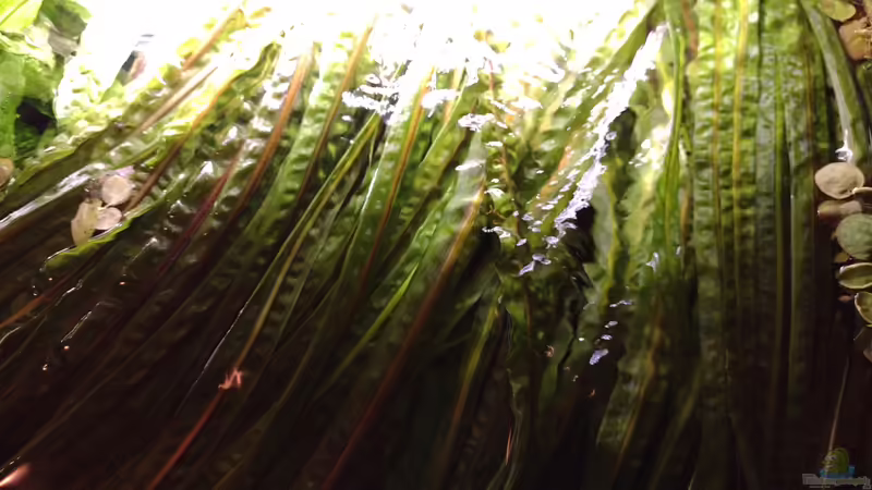 Bildupdate am 17.12.2023 von C-NA (26)