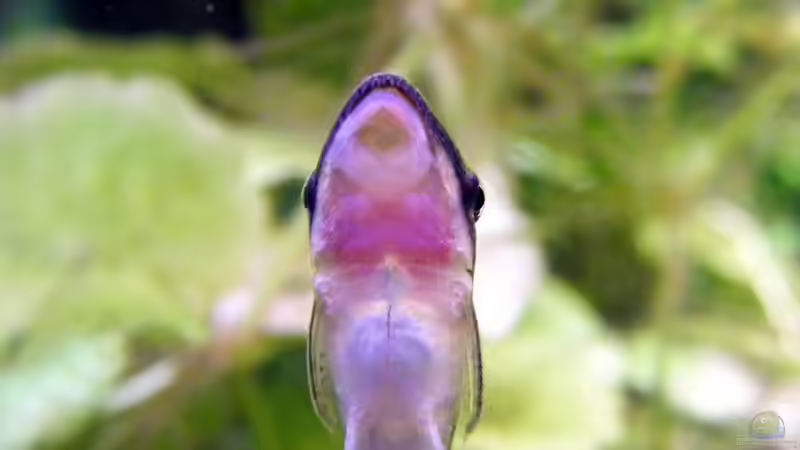 ´bin  angeklebt´.... von Falk (34)