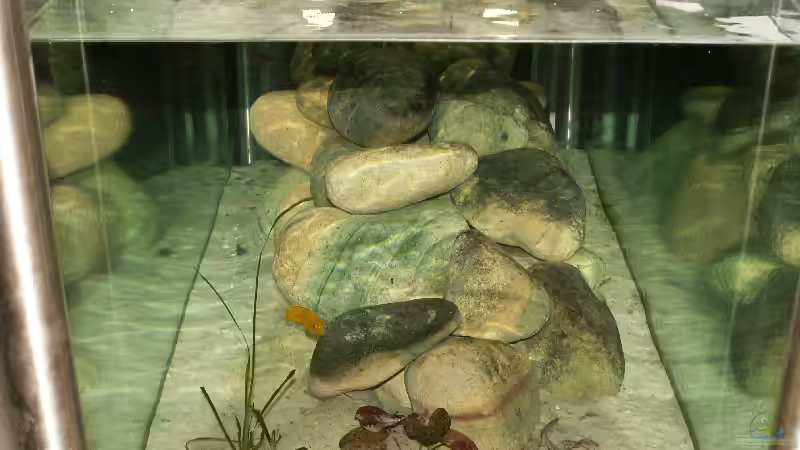 Bin ich etwa ein Testfisch? von Hans Schmucker (5)