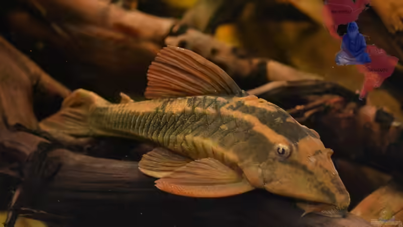 Bin ich nicht hübsch ??? von GGuardiaNN (92)