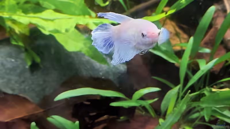 Bin ich nicht schön? von okefenokee (23)