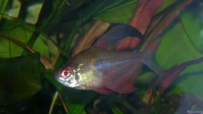 bin ich nicht schön von Thomas Fehlberg (28)