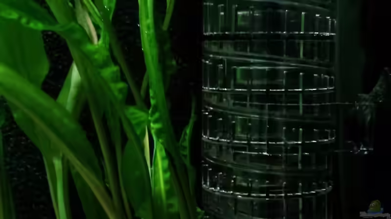 Bio-CO2-´Reaktor´ von René_Bln (5)