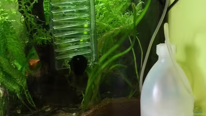 Bio CO2 von Zomic (10)