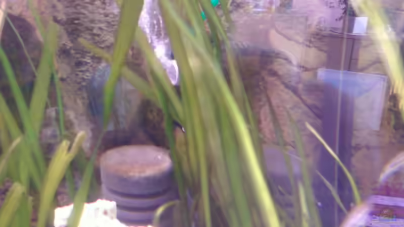 Bio-Innenfilter von CICHLID (25)